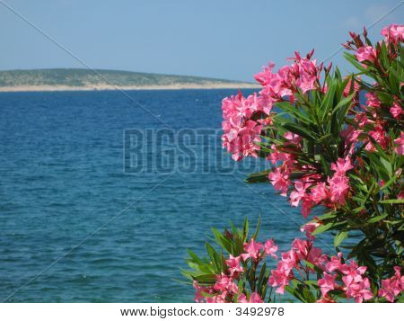 Fiori di oleandro rosa con sfondo blu mare