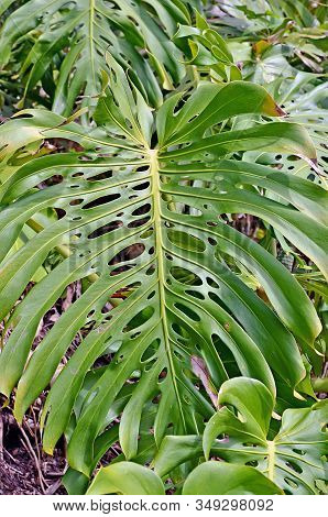 A Close Up Of Huge Green Tropical Leaf. Split Leaf Philodendron
