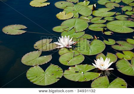 Nymphaea Alba i en have