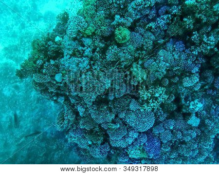 Coral Reefs Under Turquoise Water In The Red Sea. Underwater World, Top View Through Clear Water, Be