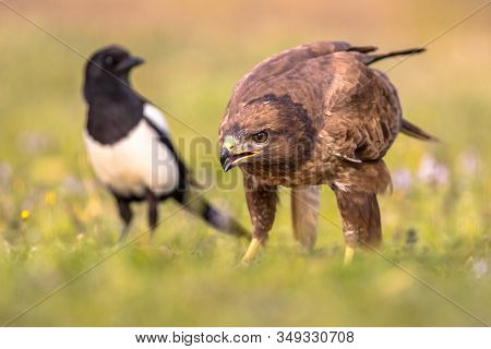 Common European Buzzard (buteo Buteo) Raptor Bird Perched In Grassy Yard And Feeding On Prey With Eu