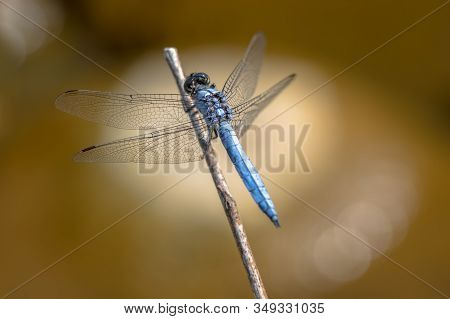 Southern Skimmer (orthetrum Brunneum) Perched On Stick With Tranquil Background