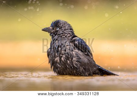 Western Jackdaw (coloeus Monedula) Bathing In Pond Of Garden On Bright Background