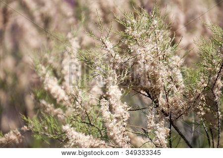 Branch With Pink Flowers Of The Tamarisk Or Tamarix Ramosissima.