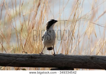 White Browed Sparrow Weaver, Plocepasser Mahali, On A Fence