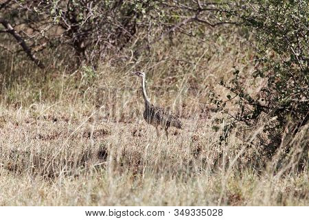 White Bellied Bustard Or White Bellied Korhaan, Eupodotis Senegalensis, In The Awash National Park