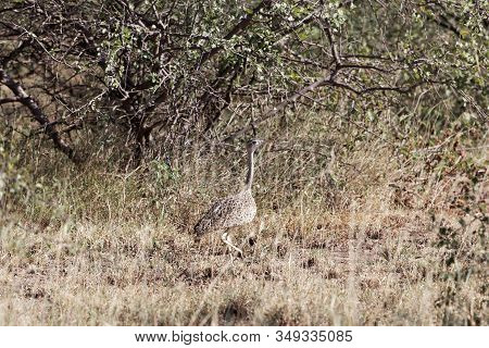 White Bellied Bustard Or White Bellied Korhaan, Eupodotis Senegalensis, In The Awash National Park