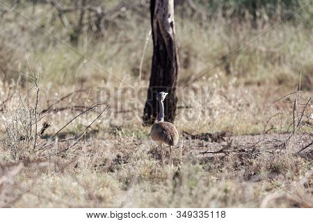 White Bellied Bustard Or White Bellied Korhaan, Eupodotis Senegalensis, In The Awash National Park