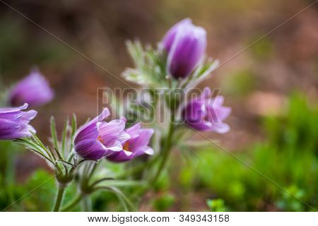 Pasque Or Anemone Flowers In Sunny Spring Forest