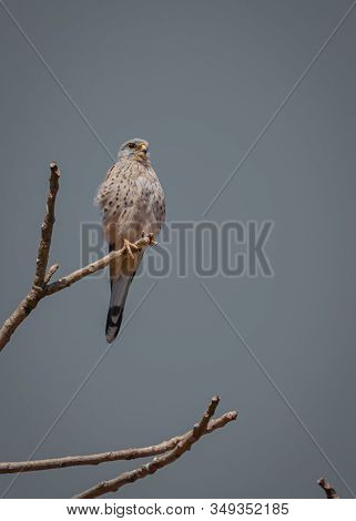 Common Kestrel, Falco Tinnunculus, Little Birds Of Prey Sitting On The Tree Trunk