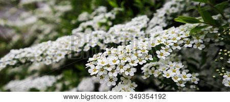 White Small Flowers Of Thunberg Spirea (spiraea Thunbergii) Bush In Blossom