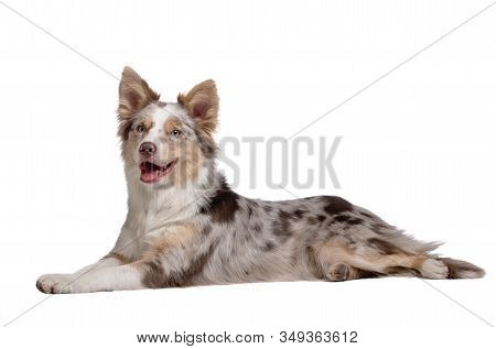 Border Collie Dog Lies. Sweet Pet On A White Background.