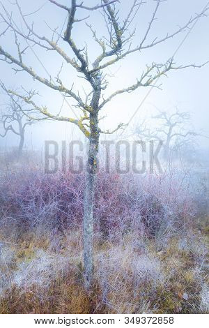 Rimy Meadow Orchard