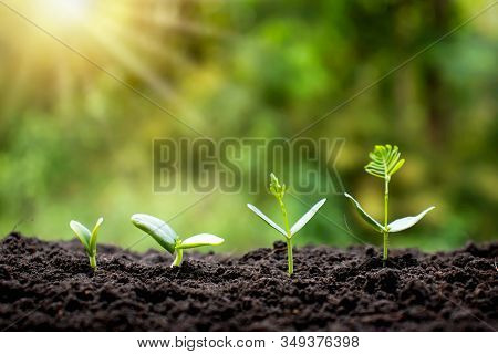 Small Trees Of Different Sizes On A Green Background, The Concept Of Environmental Stewardship And W