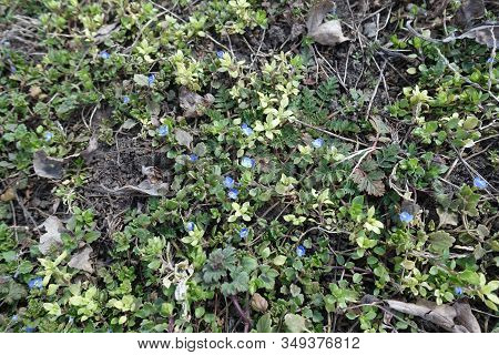 Blue Flowers Of Veronica Polita In March