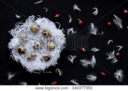 White Paper Nests With Quail Easter Eggs, Chicken Feathers, Red Berries On A Black Background. Symbo