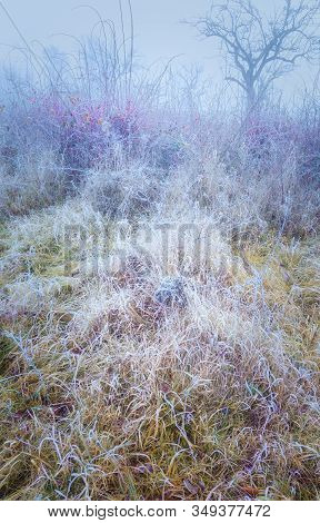 Rimy Meadow Orchard