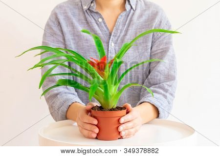 Young Woman Holding Guzmania Plant With Red Flower On Light Neutral Background.