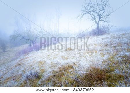 Rimy Meadow Orchard