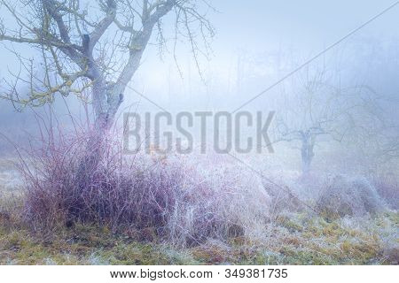 Rimy Meadow Orchard