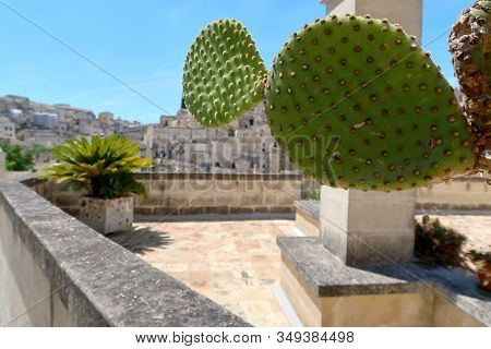 Prickly Pear Opuntia Cacti Flower, Ancient Town Of Matera (sassi Di Matera) In The Background, Basil