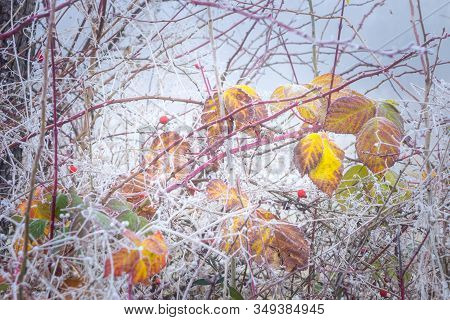 Rimy Autumnal Leaves