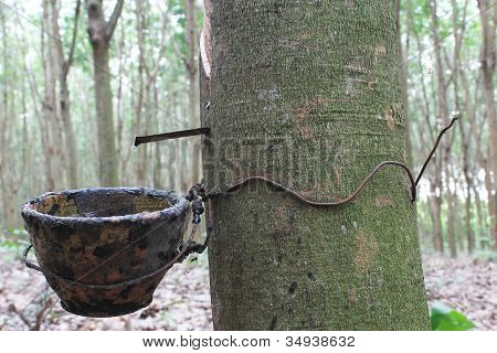 latex rubber plantation