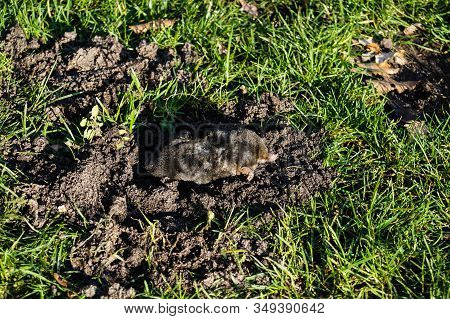 A Mole Talpa Europaea In The Garden