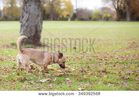 Rescue Dog Wandering Around A Park. Sad Eyes Dog