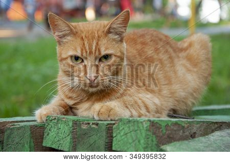 Red Shorthair Cat With Green Eyes Is Resting On The Bench And Watching. Green Eyed Big Domestic Pet.