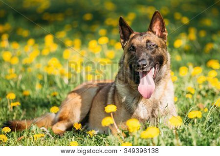 Malinois Dog Sitting Outdoors In Green Spring Meadow. Belgian Shepherd Dog Resting In Green Grass