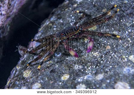 Indonesia Banda Neira - Crab Underwater Macro