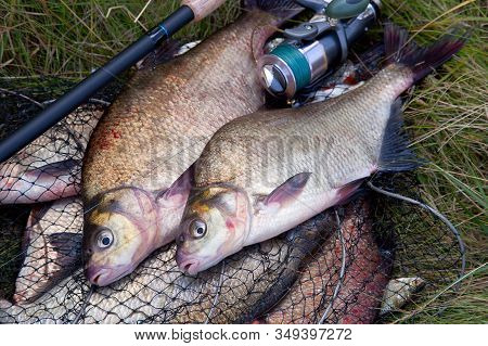 Successful Fishing -  Two Freshwater Bream Fish And Fishing Rod With Reel On Keepnet With Fishery Ca