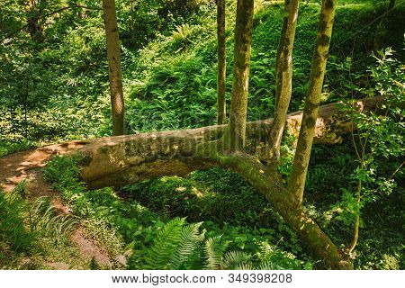 Batumi, Adjara, Georgia. Fallen Tulip Tree In Botanical Garden In Sunny Summer Day.