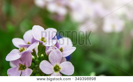 White Daisy Flower. Flower In Garden At Sunny Summer Or Spring Day. Flower For Postcard Beauty Decor