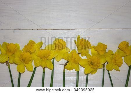 Yyellow Flower. Flower In Garden At Sunny Summer Or Spring Day. Flower For Postcard Beauty Decoratio