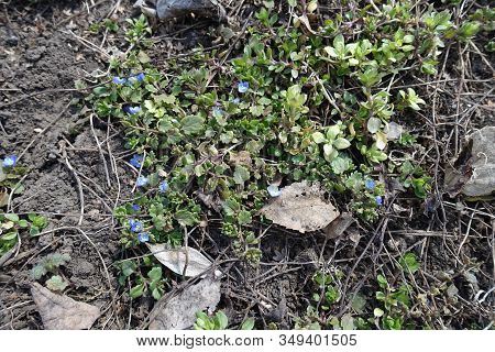 Small Blue Flowers Of Veronica Polita In March