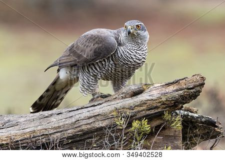Adult Northern Goshawk, Accipiter Gentilis, Perched On A Log On An Autumnal Background. Spain