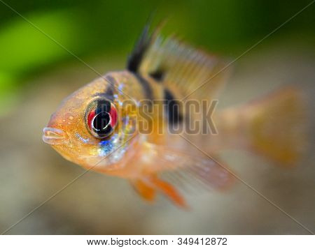 Macro Close Up Of A Ram Cichlid (mikrogeophagus Ramirezi) In A Fish Tank