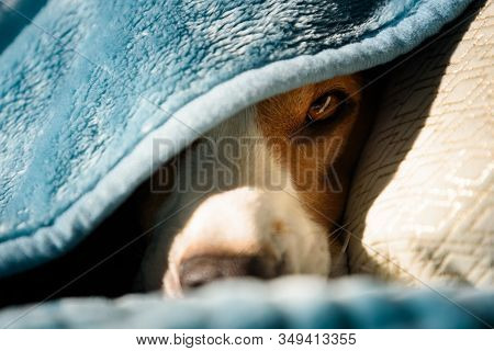 Lazy And Sleepy Beagle Dog Under A Blue Blanket On A Bed. Sunny Day At Home Background. Adorable Dog
