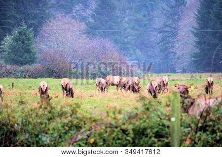 Herd Of Elk Grazing On Lush Grasslands Taken In Coastal Rural Northern California