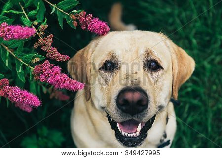 Labrador Retriever Under Blooming Bush In Grass