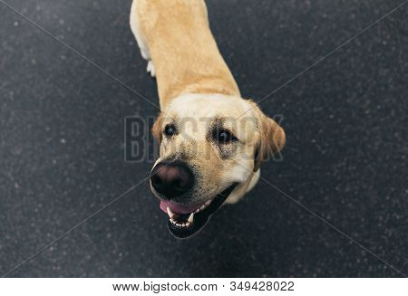 Labrador Retriever On Street Standing On Road
