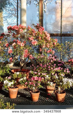Closeup Of Flowering Colored Azaleas In Greenhouse/hothouse In Sunny Day With Beautiful Light. Bloom
