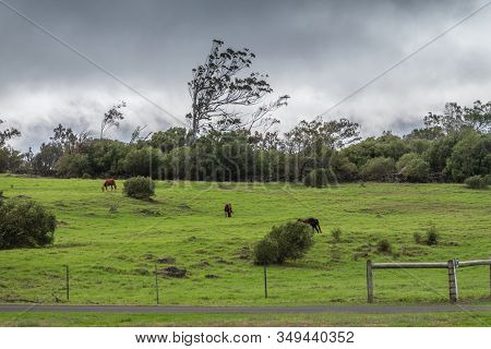 Waimea, Hawaii, Usa. - January 15, 2020: Parker Ranch Headquarters. Brown Horses On Green Meadow Wit
