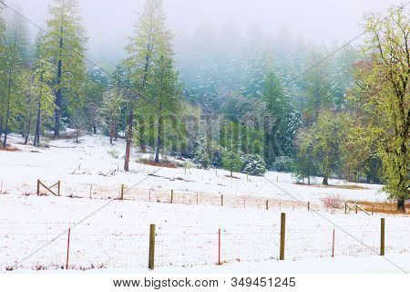 Rustic Fence On Ranchland Surrounded By A Field Covered With Snow And A Pine Forest Taken In Rural N