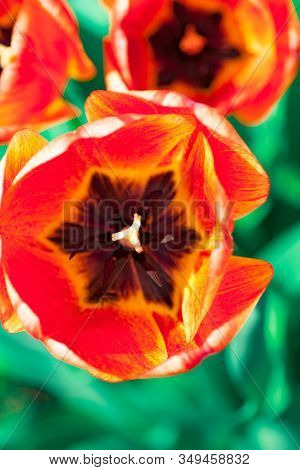 Beautiful Bright Red Tulips In The Photo With A Blurred Background And Soft Focus Trick For Greeting