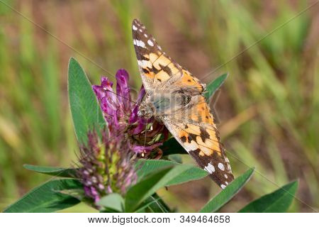 Beautiful Vanessa Cardui Is Sitting On A Clover Flower.