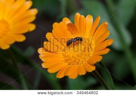 Beautiful Orange Calendula Is Growing On A Meadow. Live Nature.
