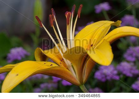 Beautiful Lilium Canadense Is Growing On A Spring Meadow. Close Up.